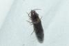 Stenagostus rhombeus
